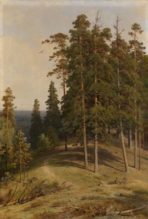 The Pine Forest
